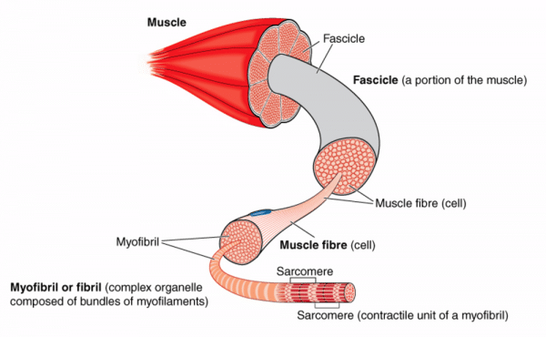 What Is Hypertrophy?