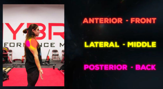Stefi Cohen shoulders hypertrophy