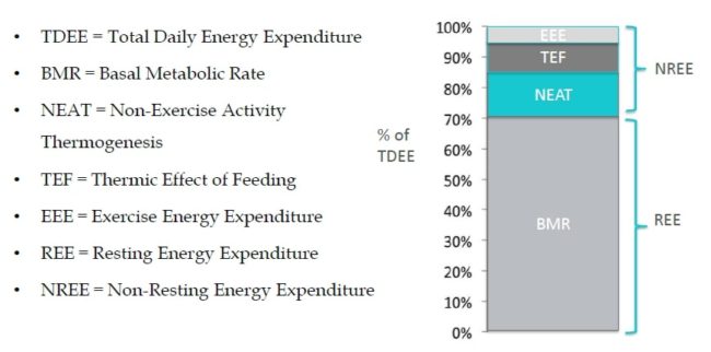 TDEE Calculator