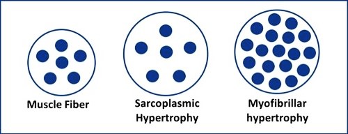 Hypertrophy Vs Strength Training